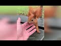 Cute Baby Animals Videos Compilation | Funny and Cute Moment of the Animals #7