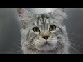 Welcome to the Snarler Parlour | Maine Coon Cat