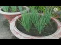 How to Plant and Harvest Green Onions from Start to Finish