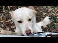 [ENG SUB] 270 days after rescuing puppy from the forest, the puppy has grown up