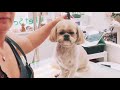 How to do a pet Shihtzu face