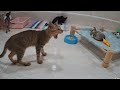 You Laugh You Lose😹Funniest Dogs and Cats 2024😻🐶