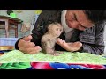 Poor baby monkey on the 2nd day returns to a new family   baby monkey Bibo episode 2