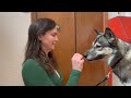 Cleaning my Wolfdog's Teeth at Home - My What Big Teeth You Have!