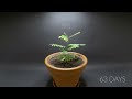 Growing CARAMBOLA (star fruit) Time Lapse