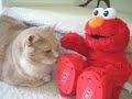 TMX Elmo Cat Movie