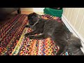 Maine Coon Cat and Kitten Playing and Grooming