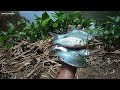 Mancing jadi mudah dengan umpan ini!!! Mancing ikan wader sirip merah pakai umpan rasbora duriansusu