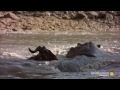 This Is Why You Should Never Anger a Hippo