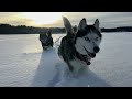 We Covered Our Dogs With Snow! Our Happy Frosty Day With Husky | 5℉