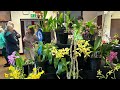 The Preston Orchid Show 2024