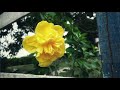 FLOWER DUET- LAKMÉ- Delibes- FLORES DE COLOMBIA