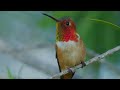 Hummingbird 4K | clam sounds for relaxing | beautiful nature video| NIRAJphotography #relaxingmusic