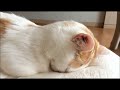 Watch cute cats listening to calming music to lighten the mood#sleepmusic