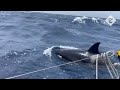 Killer whales attack yacht off the coast of Morocco