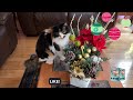 Kiditor -Christmas Songs🎅| Funny Christmas Cats Video |Christmas Cats |Top Best Christmas Songs 2023