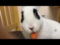 Cute baby bunny 🐰eating sounds