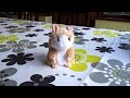 Mimicry hamster sings The Pirates of Penzance