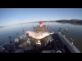 Wheeler Lake 81 lb Catfish