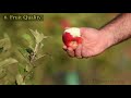Pruning Apple Trees | Pruning and Thinning for better quality fruits | Best practices