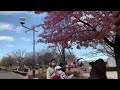 早咲きの桜と鳥