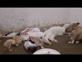 Funny Animals 2024 😂 Cute Cat And Dog Funny Videos 😸 Part 58