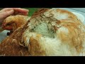 Wound Treatment: Clay & Essential Oils Organic Poultry: Serious cockerel/rooster damage to a hen