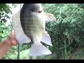 Tilapia Tree Fishing - Funny