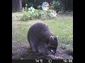 Raccoon sniffs peanut (Garden trail cam video, cute, Waschbär)