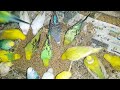 Love Birds Enjoying a Healthy Treat! 🐦😋 | My Pets My Garden