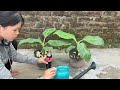 The fastest technique for propagating banana trees, using banana stems combined with Coca-Cola