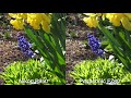 Nikon P950 Unedited 4K Footage Quality Test (Sample Video and Photos)