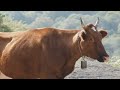 See How the Incredible Buffalo Factory Works - Modern Buffalo Meat Processing Process | TAO Farm