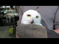 Our New Snowy Owl