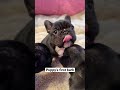 Adorable Frenchie Puppy's First Squeaky Barks