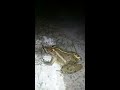 Frog eating snake?!? WTF?!? What is going on here in earth #end of the days?!?