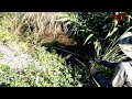 [#79]Use bait to click snakehead_Snake fish |Cau Ca |@TRUNG PLEIKU FISHING