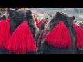 Urșii lui Mișu la Preluci 2 Ianuarie 2023 🔥🔥🔥