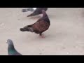 pigeon sale new video/(kabutar baaz Abdul Nisar)🥀🐦🕊️🐦🥀