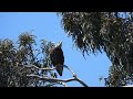 Bald Eagle calling above Escalona Gulch