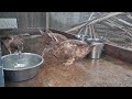 Ducks bobbing for meal worms.