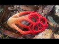 The WEIRD World of STINKHORN Mushrooms!