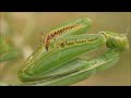 The Evolution of INSECTS (Full documentary)
