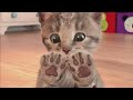Little Kitten My Favorite Cat - Play Fun Kitten Pet Care Animation Games For Children By Fox & Sheep