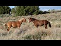 Roaming Wild, Following Mustang Trails May 2020