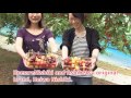 Pick own cherry at Ohashi Cherry Farm | Hokkaido, JAPAN (fruit picking)　cherry picking