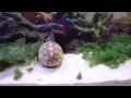 Saving Fern - a 3-striped mud turtle - October 2010