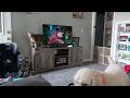 #StandardPoodle (#Copper) and #Ocicat (#Scout) play time. while Elijah watches #MashaandBear