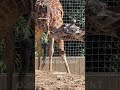 🦒🦒(San Diego Zoo) April 8, 2024