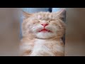 Try Not To Laugh Challenge🤣Funny and Cute CAT Videos Compilation 2024😻🐈